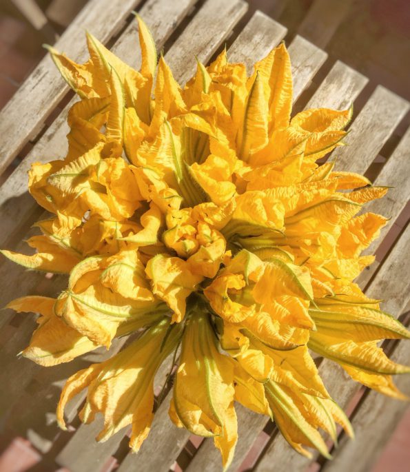 fleurs de courgettes