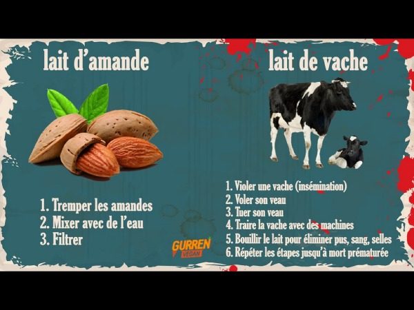 17 Raisons Darrêter Les Produits Laitiers Vegan Freestyle