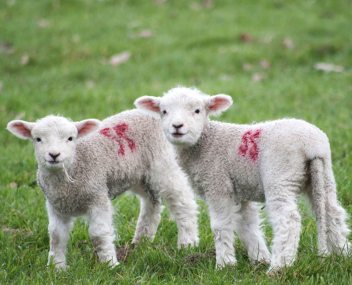 produits animaux