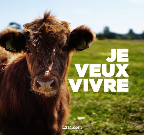 pourquoi arrêter la viande