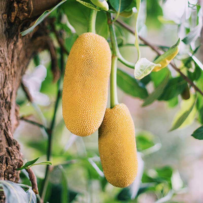 cuisiner le jackfruit