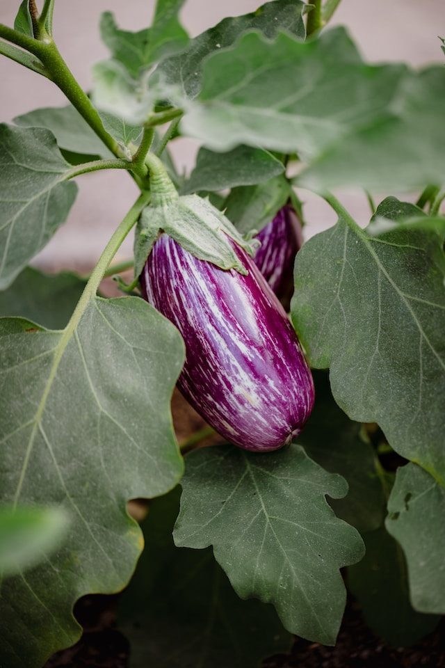 aubergine